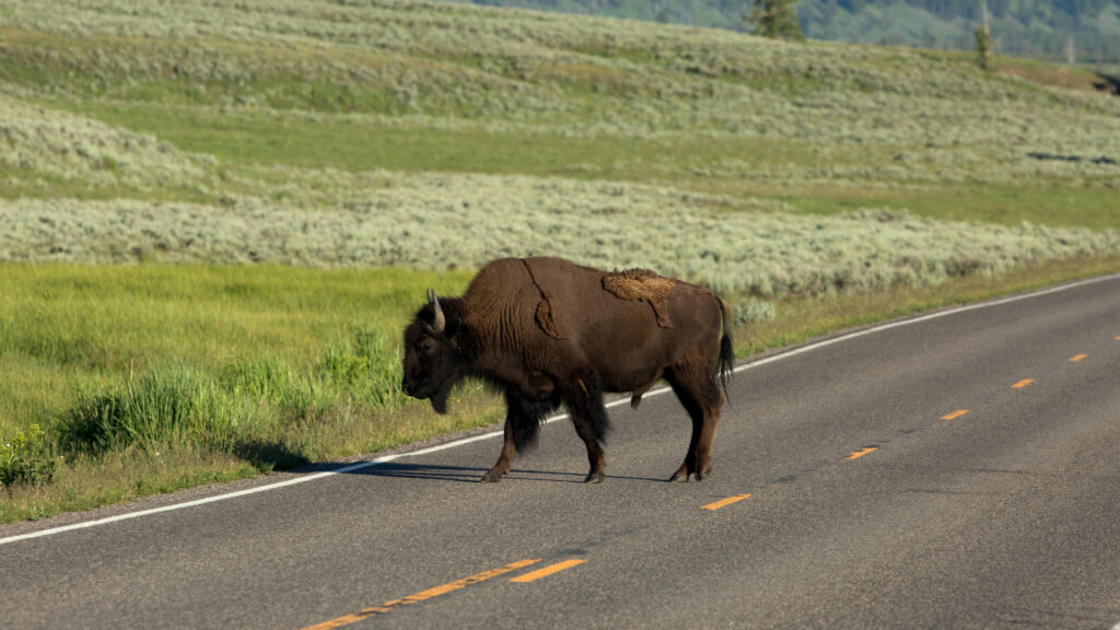 A bison walking across the road in a national park