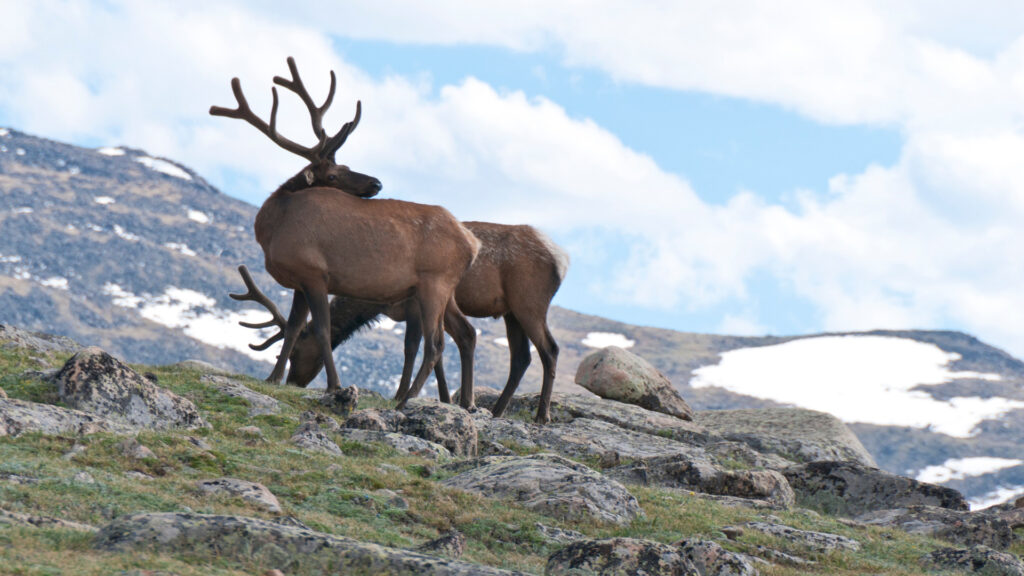 Close up of elk walking on a mountain in a national park