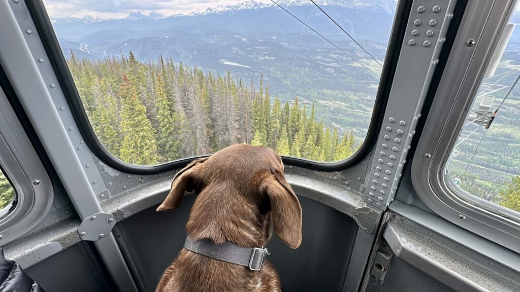 A dog on the Jasper Skytram