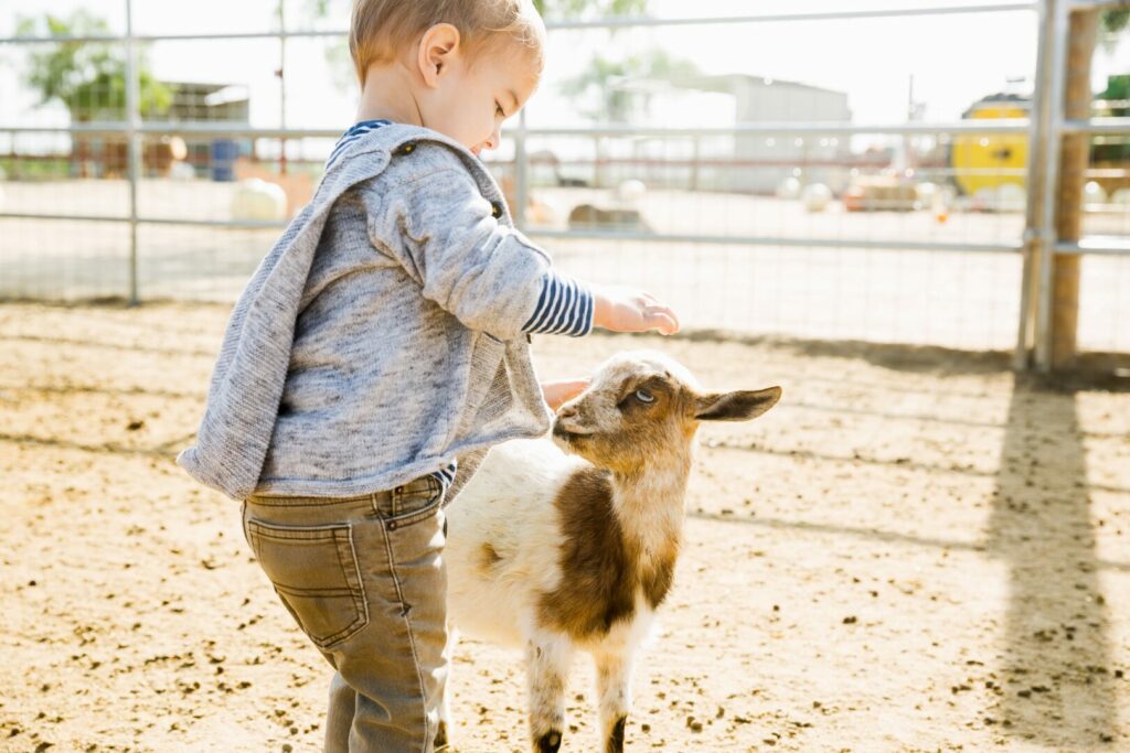 Little boy petting goat at Friendly Farm in Dublin, NH