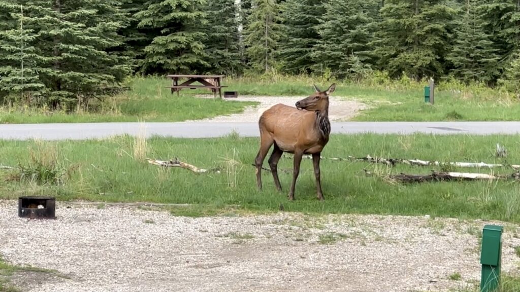 An elk eating grass at Whistler Campground 