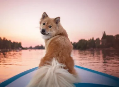 A good doggo looks bag at its owner from the front of a boat on the water at sunset.