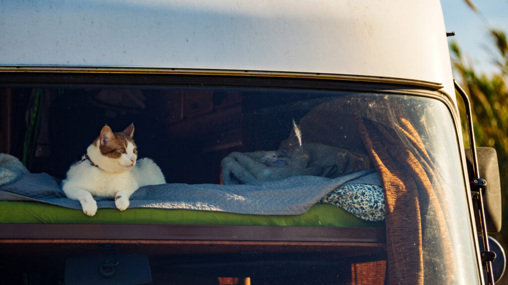 A cat laying on an RV bunk bed with QuickZip sheets