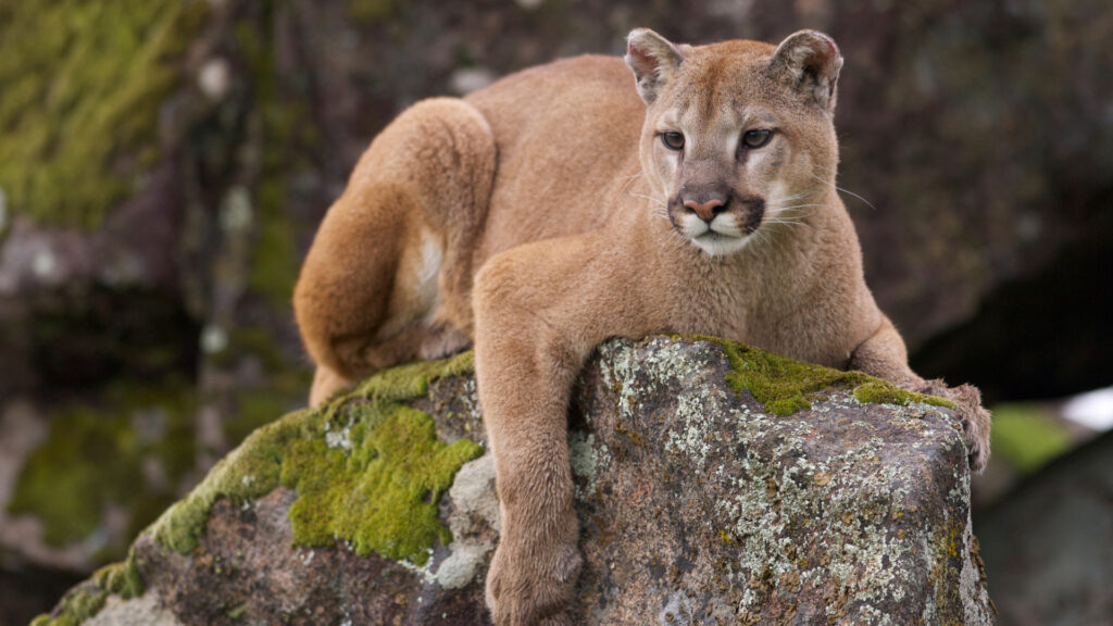 A mountain lion laying on a rock