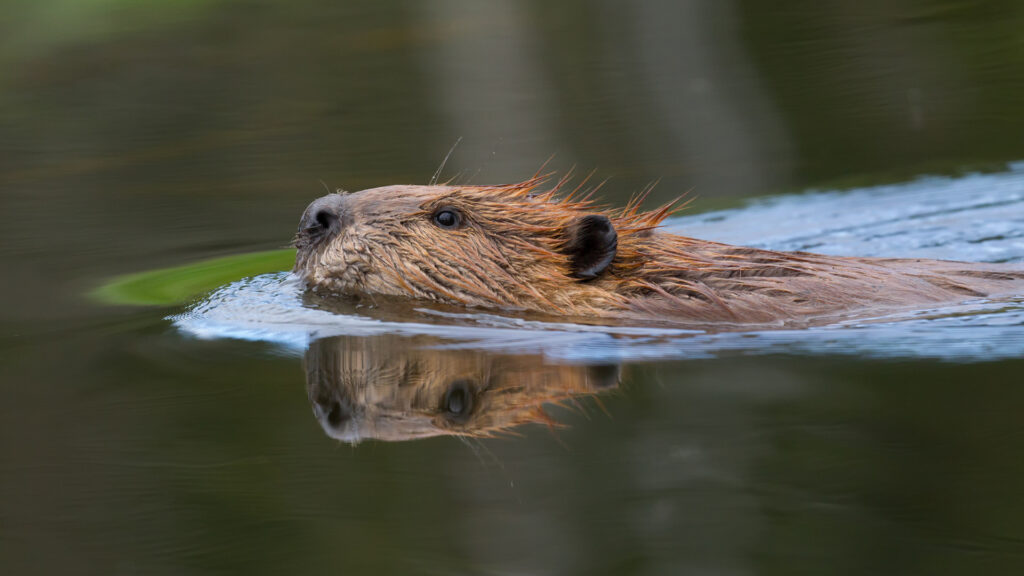 A beaver swimming in a lake at Oka National Park.