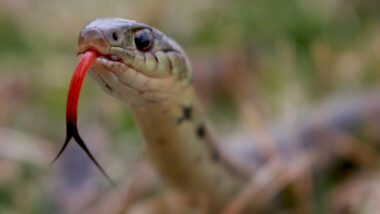 Close up of a snake