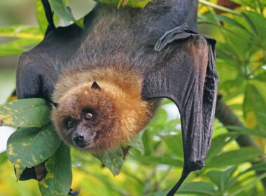 A bat sitting in a tree