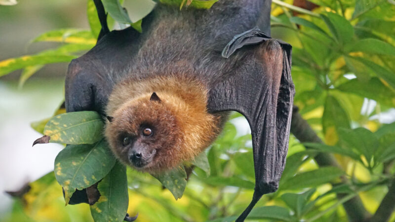 A bat sitting in a tree