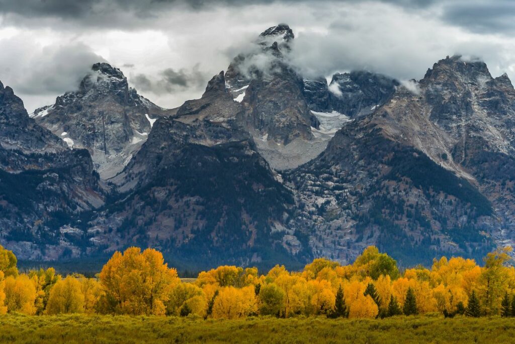 Bright yellow trees are a stark contras in fall compared to the jagged, gray peaks of the Teton Mountain Range in Wyoming.