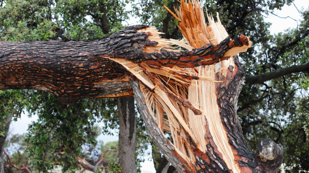 A broken tree in the woods after being hit by a lightening bolt.