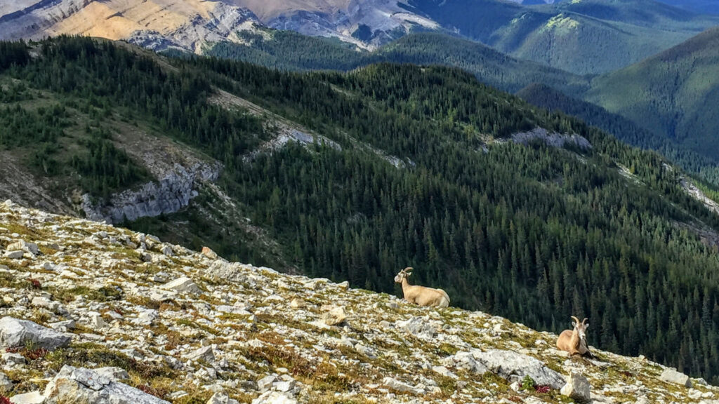 Mountain goats enjoying the view on Sulphur Skyline Trail in Jasper National Park