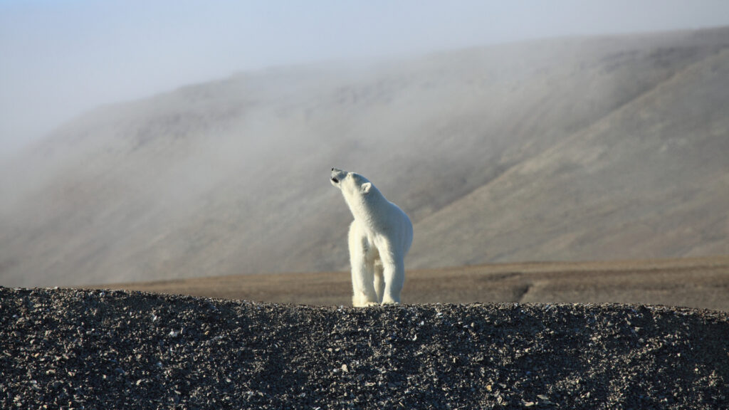 A polar bear walking around in Alaska