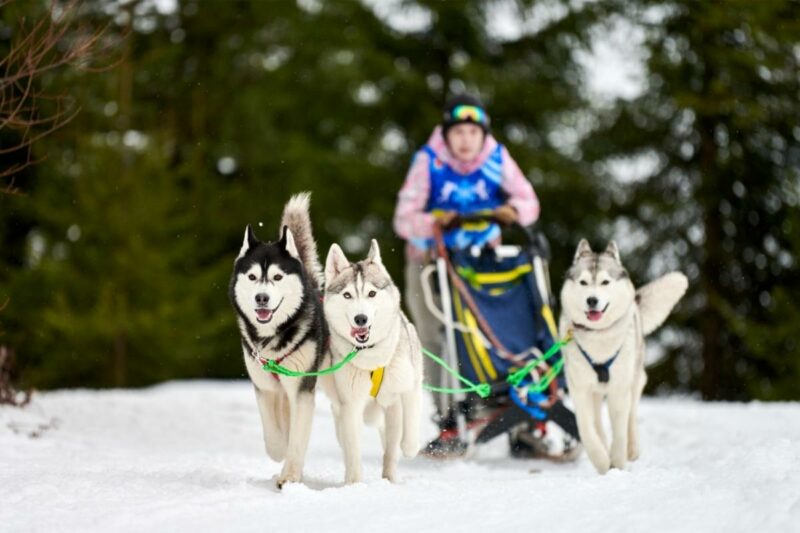 Huskies pull a dog sled through snow covered ground through the woods.