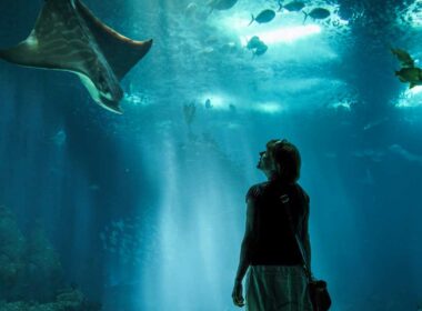 A woman gazes up at a sea creature swimming down toward her in an aquarium.