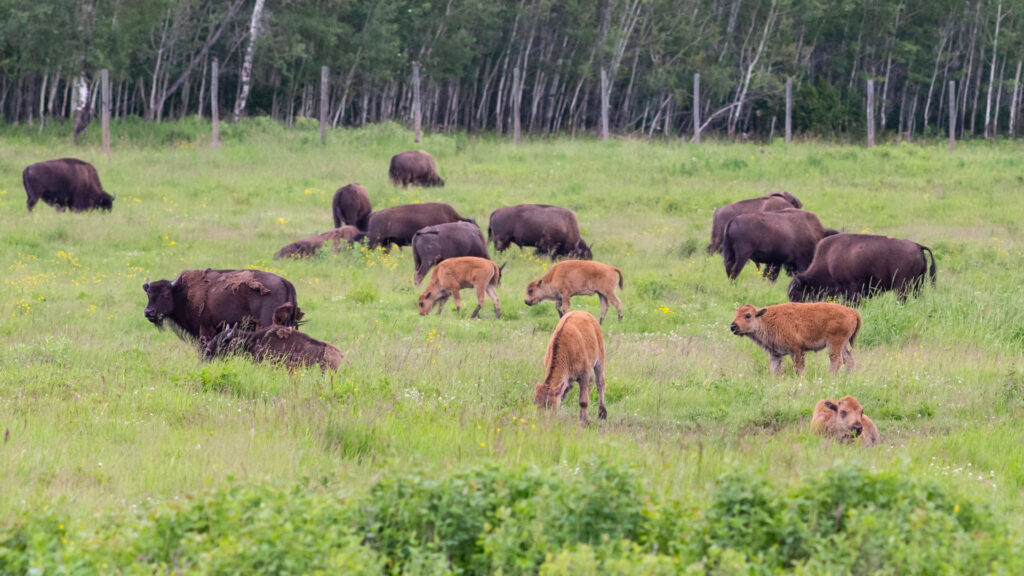 Wildlife walking in a grassy area in Elk Island National Park.