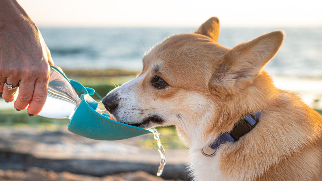 A dog owner giving their corgi water at a national park.