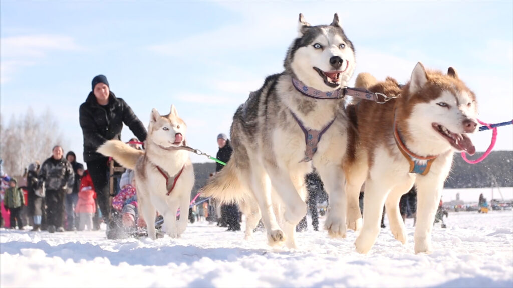 Close up of huskies on a dog sled tour in Eagle, Alaska.