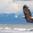 An eagle flying in Eagle, Alaska.