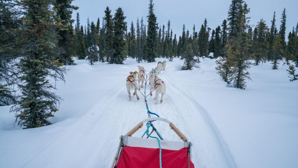 Dogs running with a sled behind them on a dog sled tour in Talkeetna.