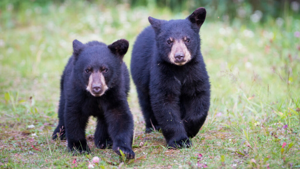 Two black bear cubs running in Florida.