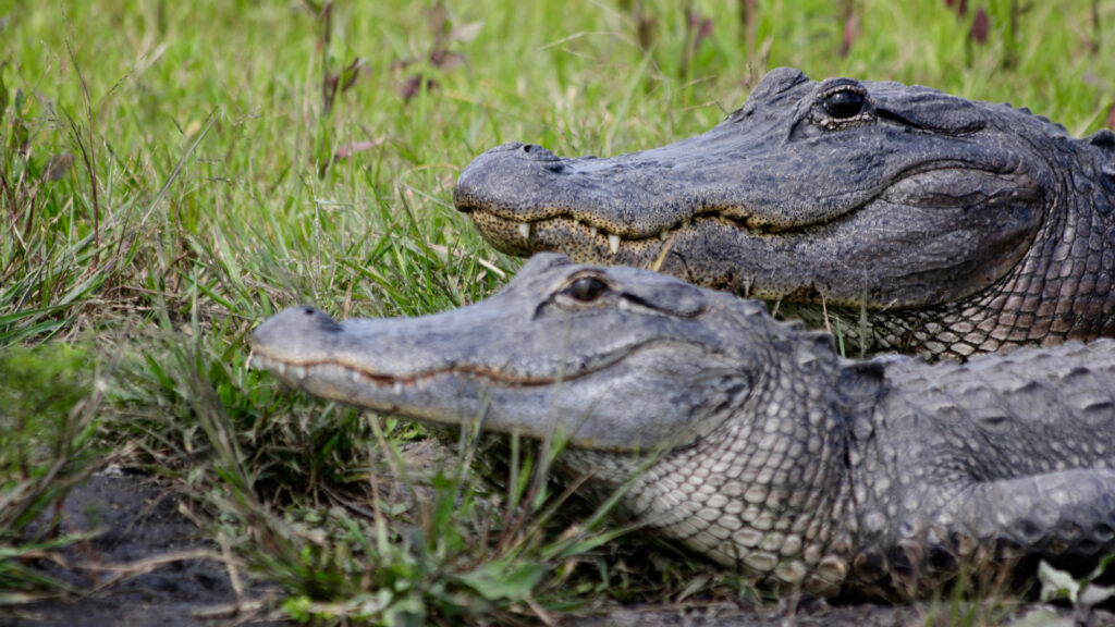 Two alligators laying together in the grass in Florida.