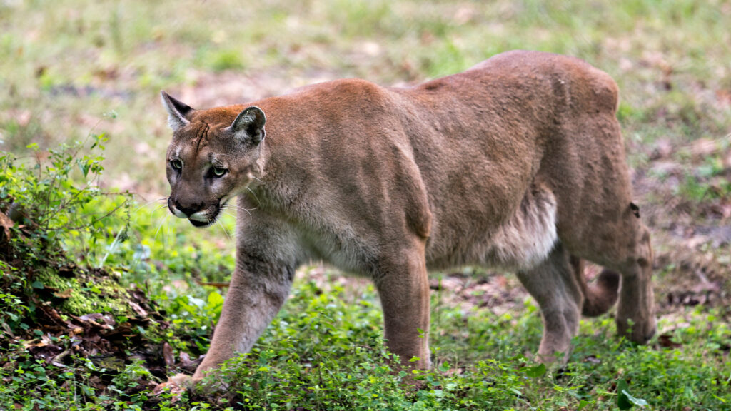 A Florida Panther walking in Everglades National Park.
