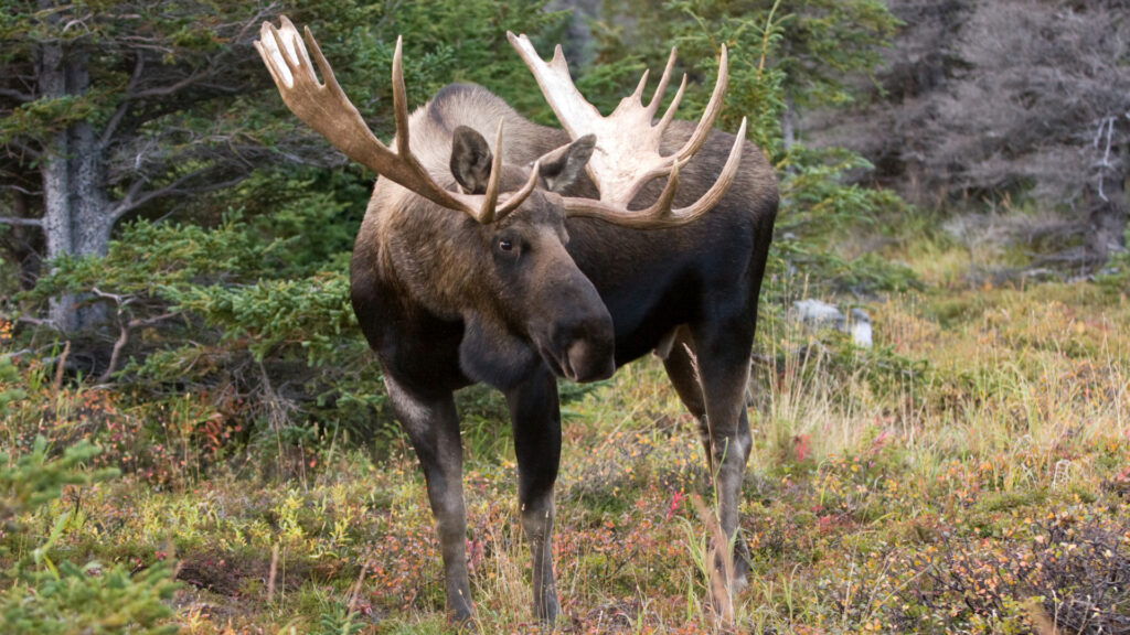 Close up of a moose at Black Bear Campground in Anchorage, Alaska.