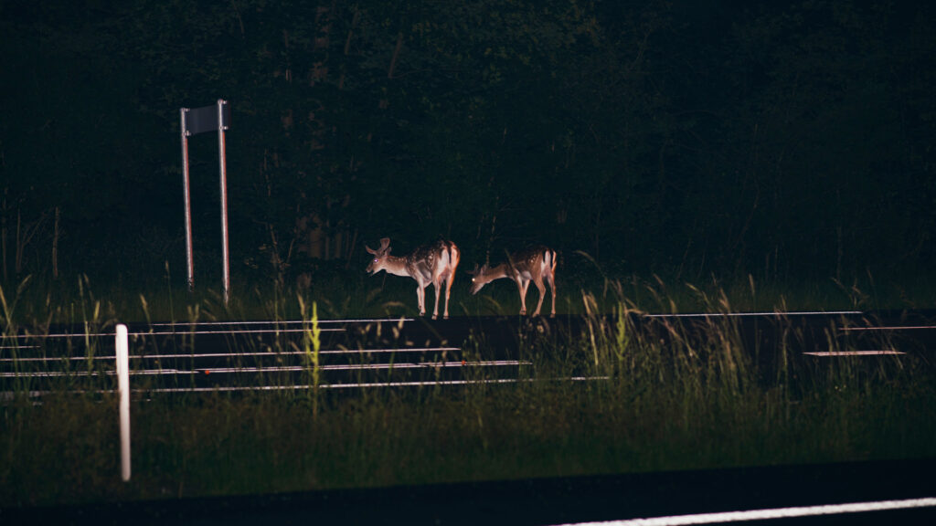 Two deers on the side of the highway at night.