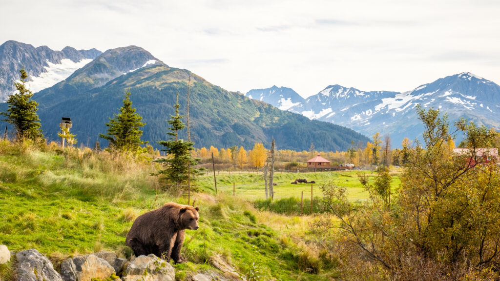 A bear in the Alaska Wildlife Conservation Center off Seward Highway.
