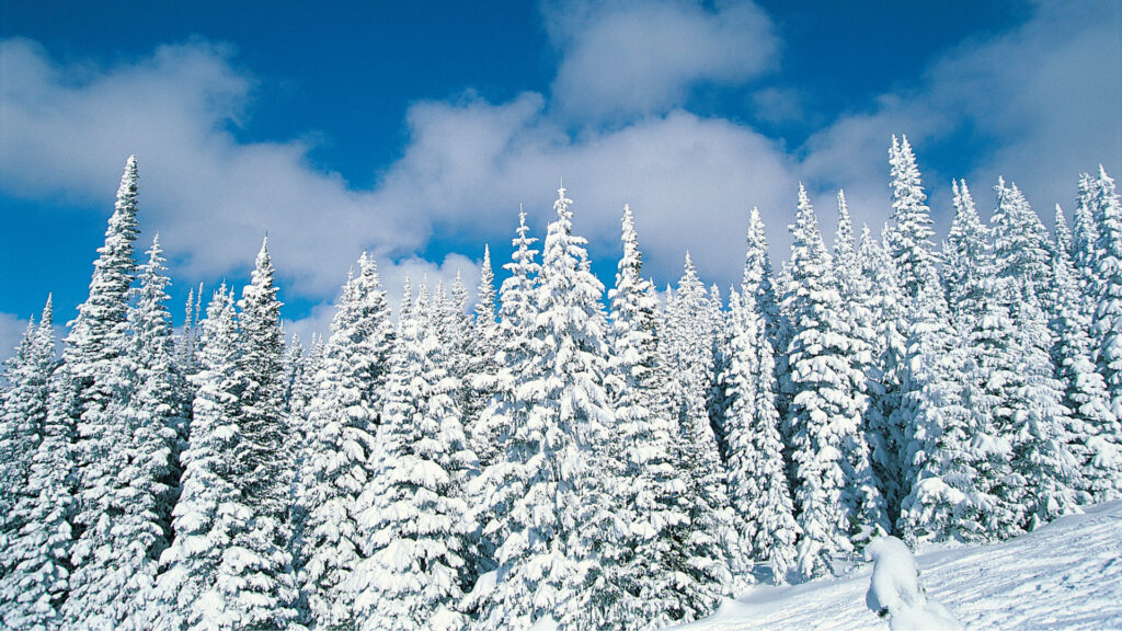 View of pine trees in Colorado covered in snow in the winter.