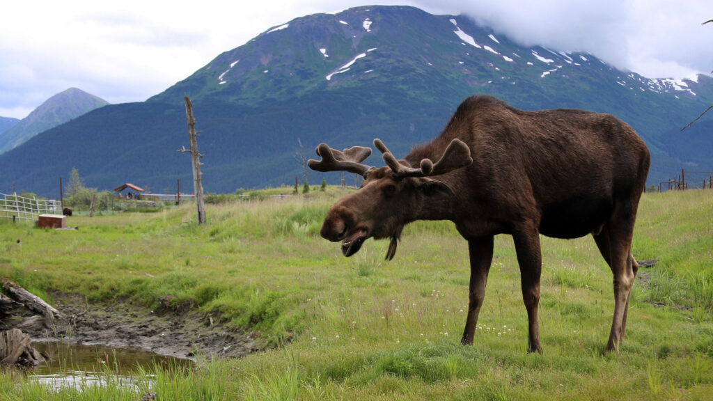 Close up of a moose at the Alaska Wildlife Conservation Center along the Turnagain Arm Drive.