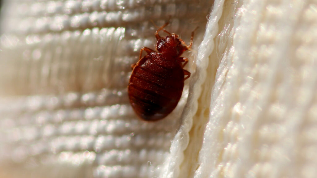 Close up of bed bugs discovered in an RV mattress.