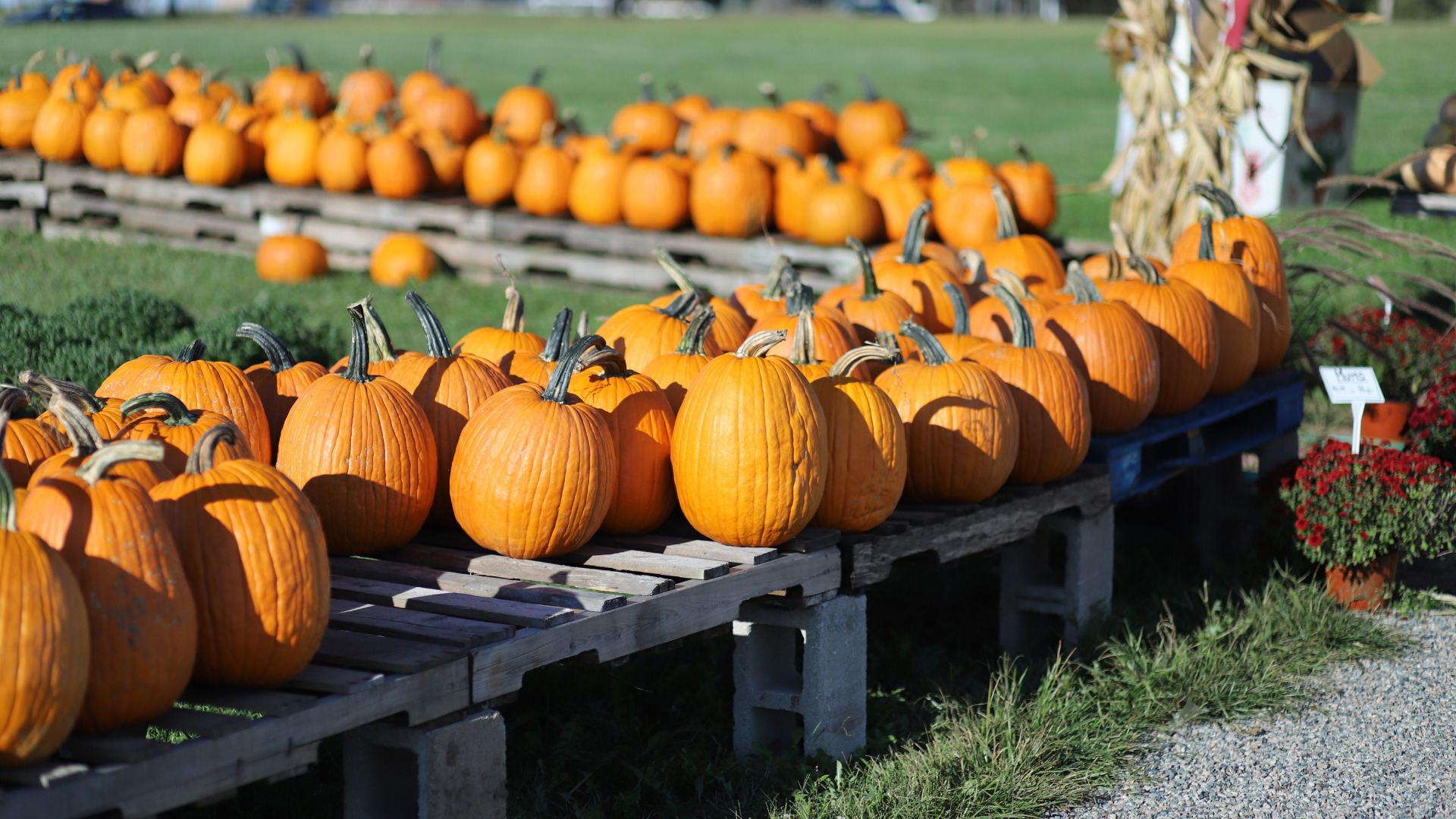 Visit the Pumpkin Capital of the World This Fall Getaway Couple