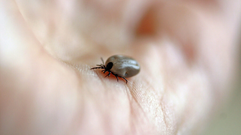 A person holding a tick in their hand. 