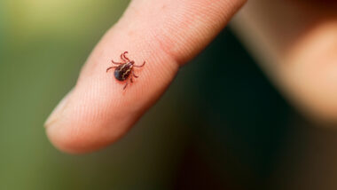 A person holding a tick in their hand.