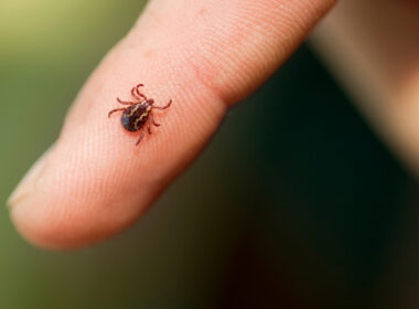 A person holding a tick in their hand.