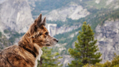 A dog in a national park after completing the bark program.