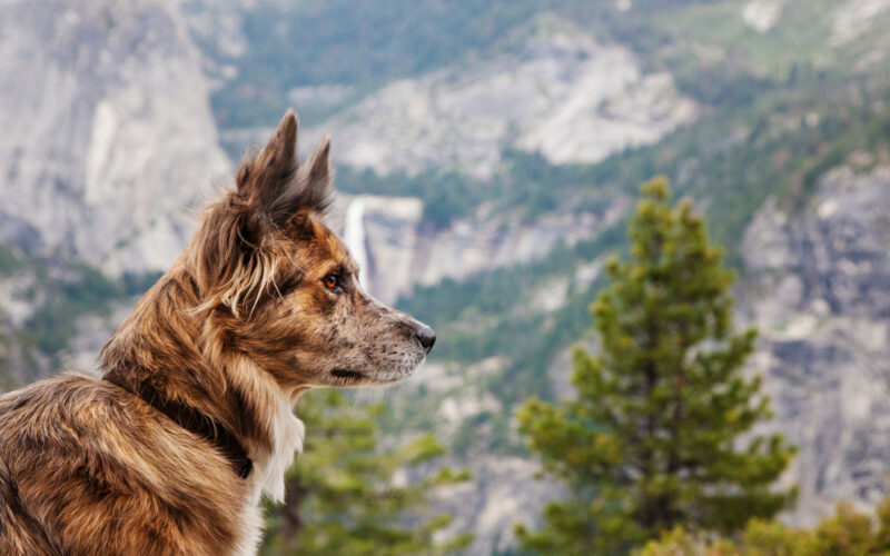 A dog in a national park after completing the bark program.