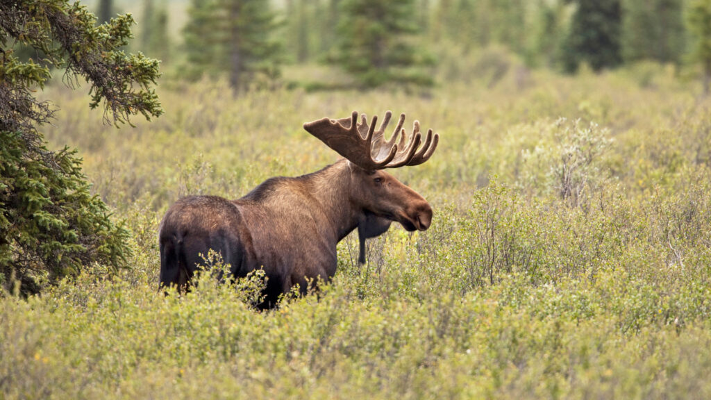 Wildlife in a national park in Alaska.