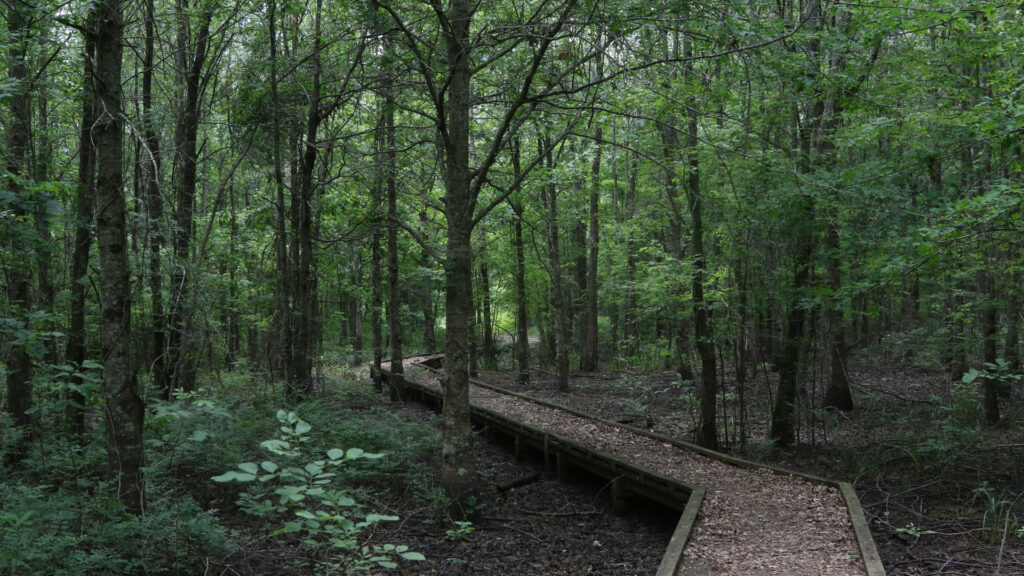 A hiking trail in Bayou Sauvage Urban National Wildlife Refuge, one of the largest city parks.