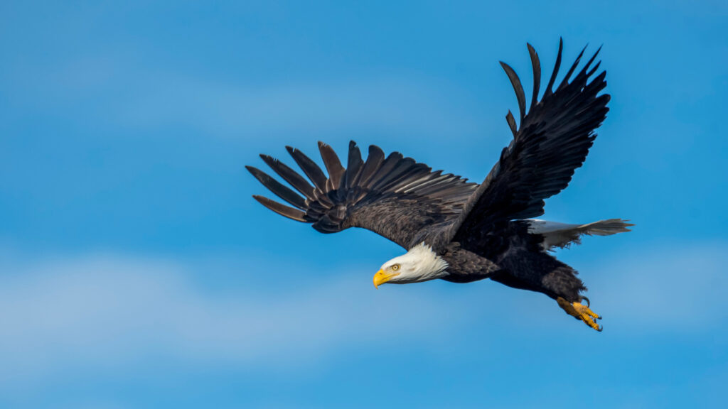 Close up of a bald eagle flying in Glacier National Park.