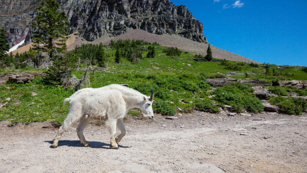 A bighorn sheep walking around Glacier National Park.