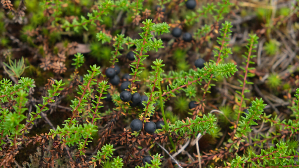 Close up of wild berries in Alaska.