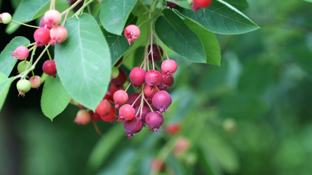 Close up of raspberries in Alaska.