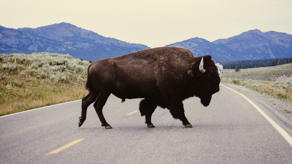 A bison walking across the street in a national park.