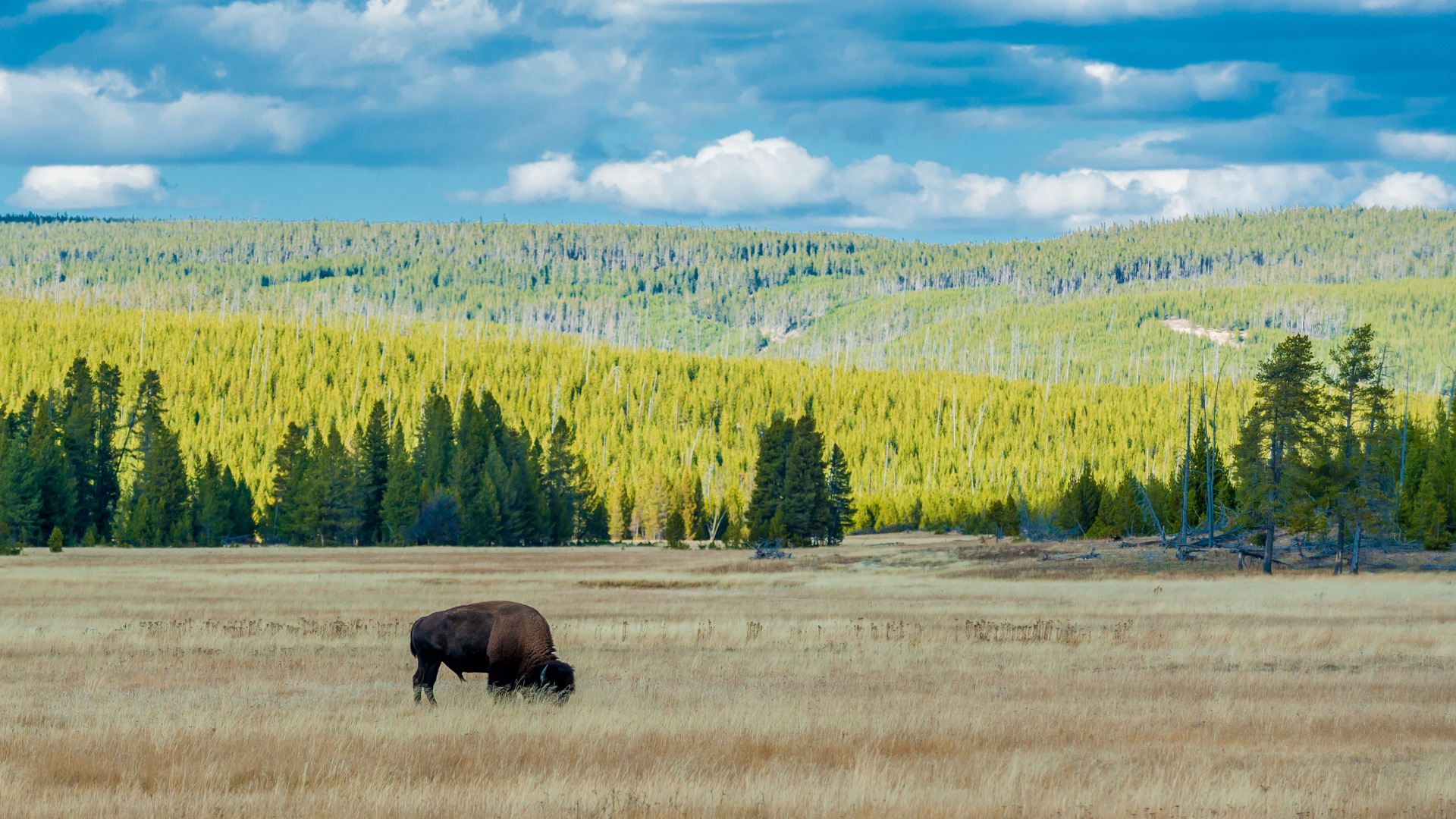 A Complete Guide to Yellowstone National Park Wildlife - Getaway Couple