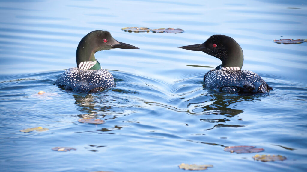 Two loons swimming in Acadia National Park.