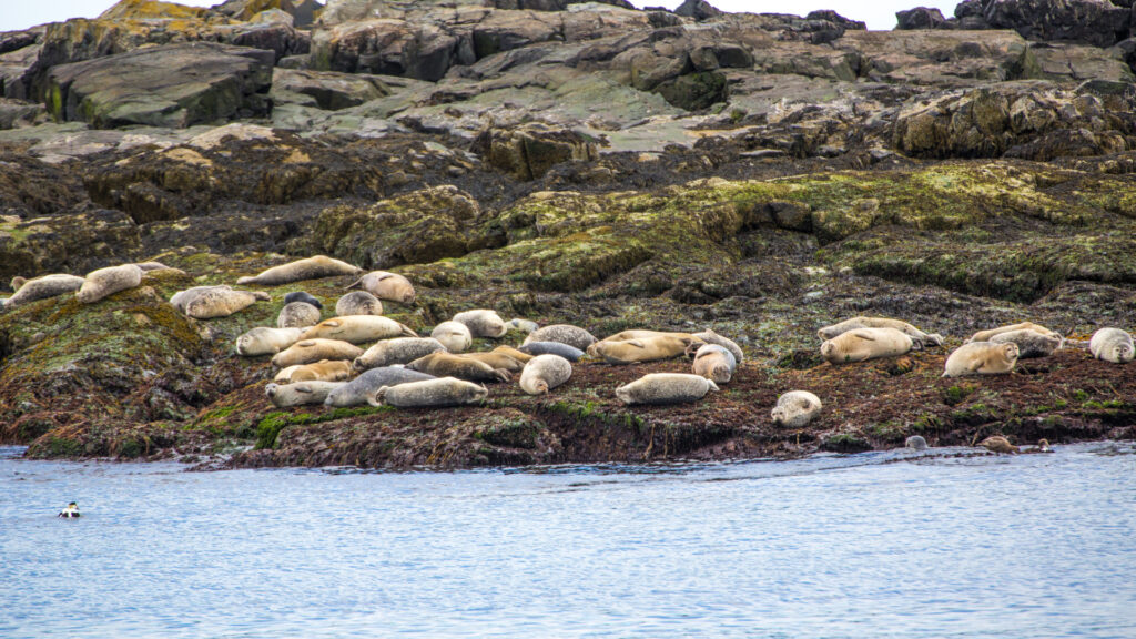 Seals basking in the sun in Acadia National Park.