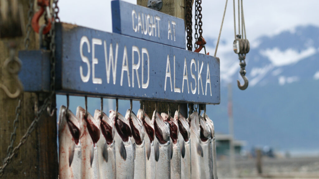 Close up of fish under a sign in Seward, Alaska.