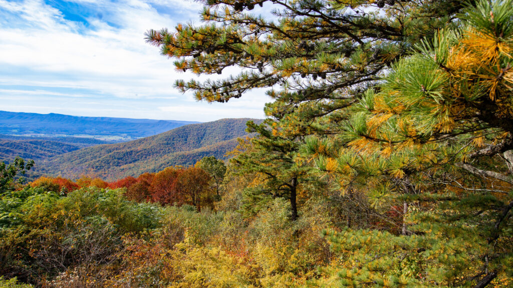 View of a national park during peak fall foliage. 